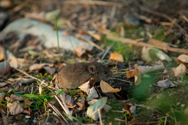 istock Field mouse walking on the ground between the grass 1214092882