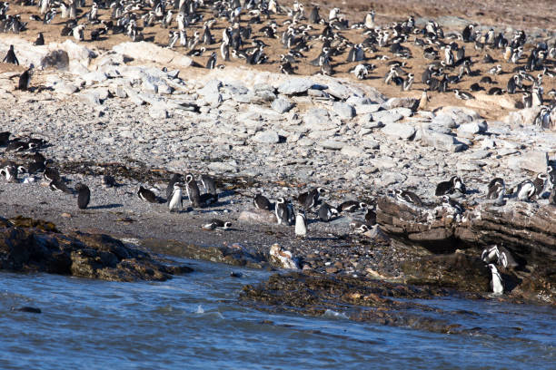 istock Photo of many penguins 1214094017