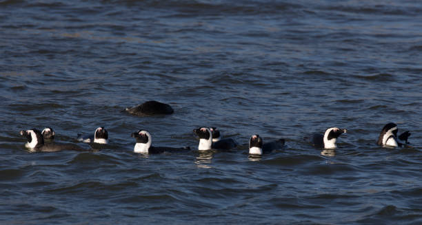 istock Photo of many penguins 1214094061
