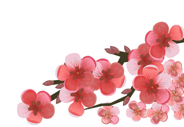 istock A branch of blooming cherry, plum, apple tree, apricot, peach, pear. Blooming fruit garden tree. Large red and pink flowers. Isolated on a white background. 1214094384