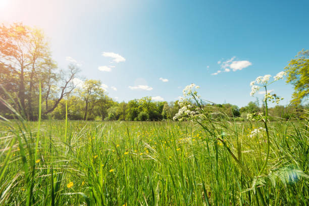 Summer landscape - view of grass on a summer meadow with sky and clouds
