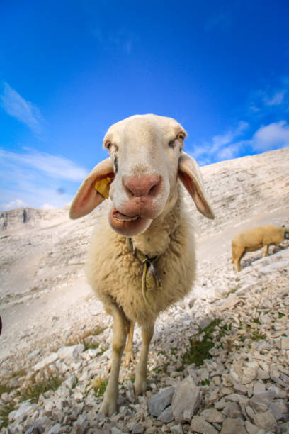 18,445 Funny Sheep Stock Photos, Pictures & Royalty-Free Images - iStock | Funny sheep haircut, Funny sheep white background, Funny sheep face 18,445 Funny Sheep Stock Photos, Pictures & Royalty-Free Images - iStock | Funny sheep haircut, Funny sheep white background, Funny sheep face