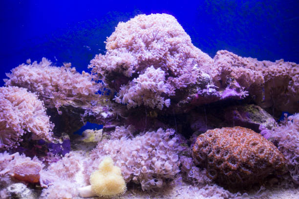 istock A soft corals sea aquarium tank 1214094839