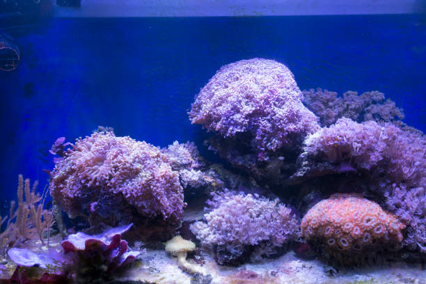 istock A soft corals sea aquarium tank 1214094857