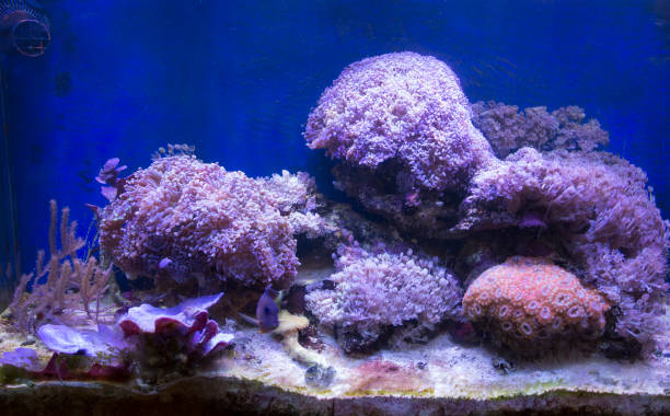 istock A soft corals sea aquarium tank 1214095398