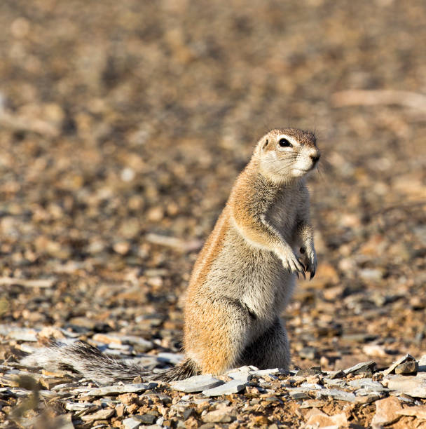 istock A photo of a ground squirrel 1214095572