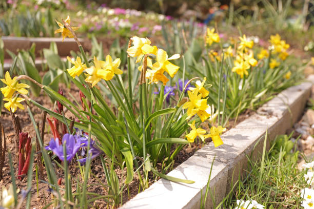 istock Daffodils and spring flowers garden. 1214096170