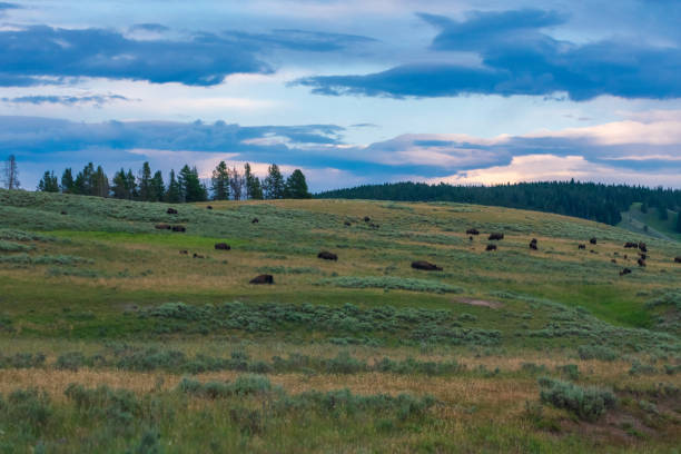 istock Yellowstone National Park 1214096939