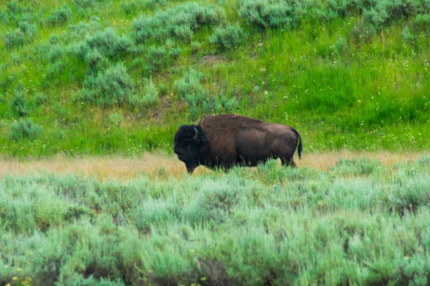 istock Bison in Yellowstone National Park 1214097045