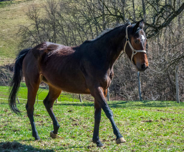 istock Thoroughbred Horse in nature 1214097368