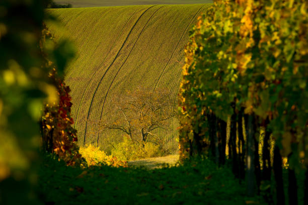 Vines in the foreground of amazing wavy Moravian fields