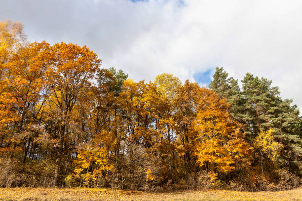 autumn season - abounding imagens e fotografias de stock