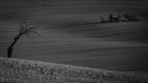 istock A lonely tree standing in the middle of beautifully undulating Moravian fields 1214098604
