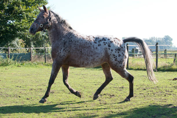 istock Appaloosa Horse 1214098761