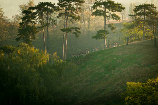 Deer in the green Czech Moravian fields
