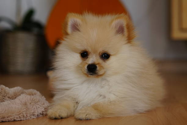 istock Portrait of the small dog 1214100158