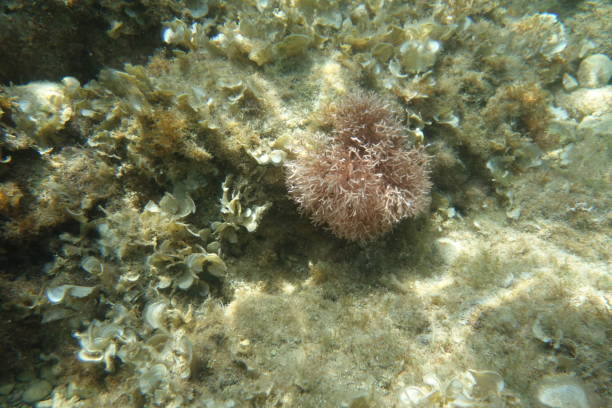istock Underwater photos from Albania 1214100776