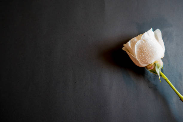 istock Isolated white wedding rose on a black background / white rose view on a black background 1214102102