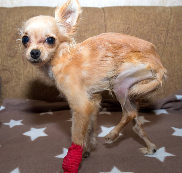 Patellar luxation in dog. Surgical correction Patellar luxation in dog. Pathogenesis and surgical correction russkiy toy stock pictures, royalty-free photos & images