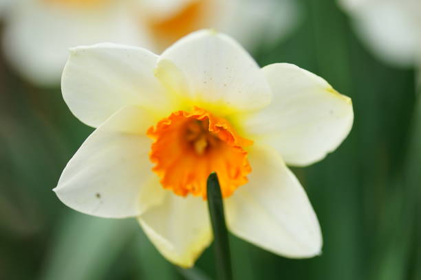 istock Springs flowers in sunlight 1214102936