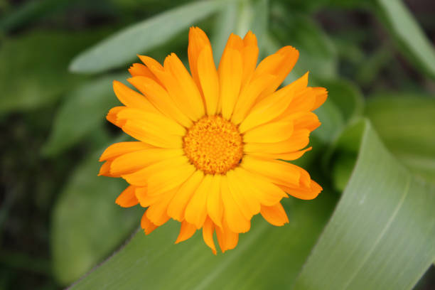 istock Calendula officinalis blooming in the garden. 1214103884