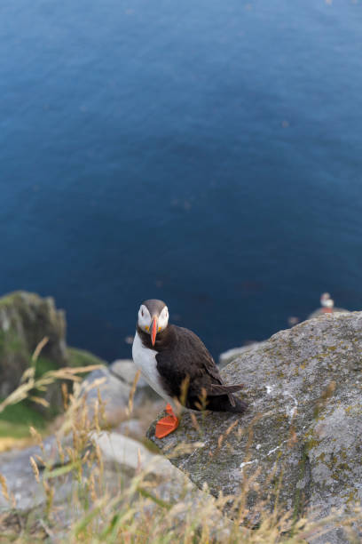 istock puffin on the coast 1214104013