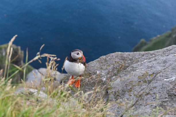 istock puffin on the coast 1214104035
