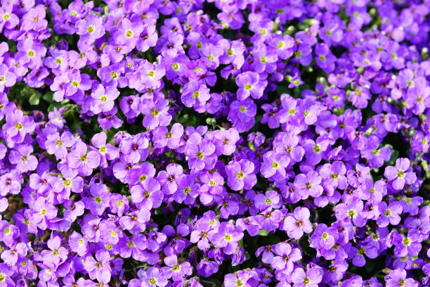 istock Group of purple flowers 1214104182