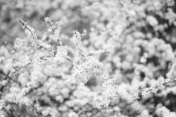 istock Blossom in black and white 1214104424
