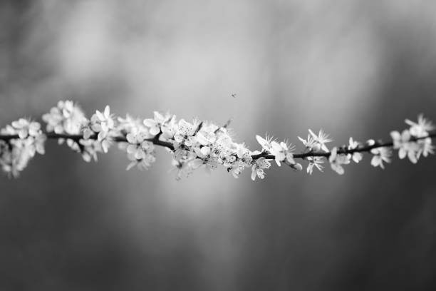 Macro photography