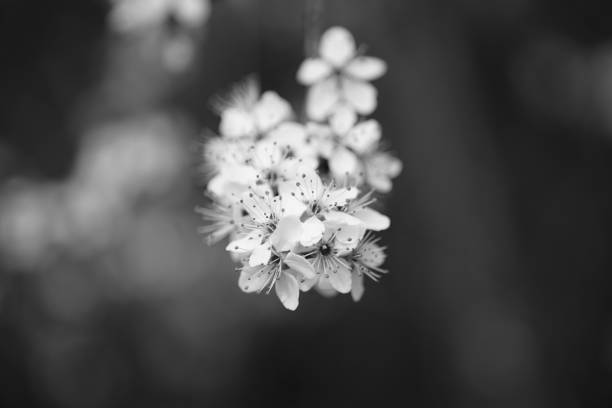 istock Blossom in black and white 1214104446