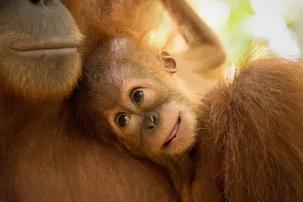 Photo of Baby Orangutan