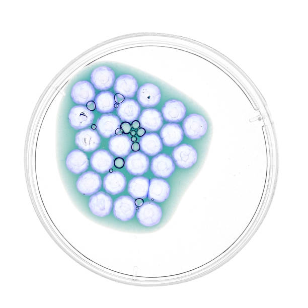 istock Petri dish with sample of lab investigation 1214105410