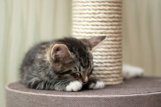 istock Cute gray tabby kitten sleeping near the scratching post 1214105530