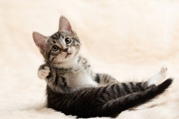 istock Cute gray tabby kitten plays on a fluffy cream fur blanket, copy space 1214105533