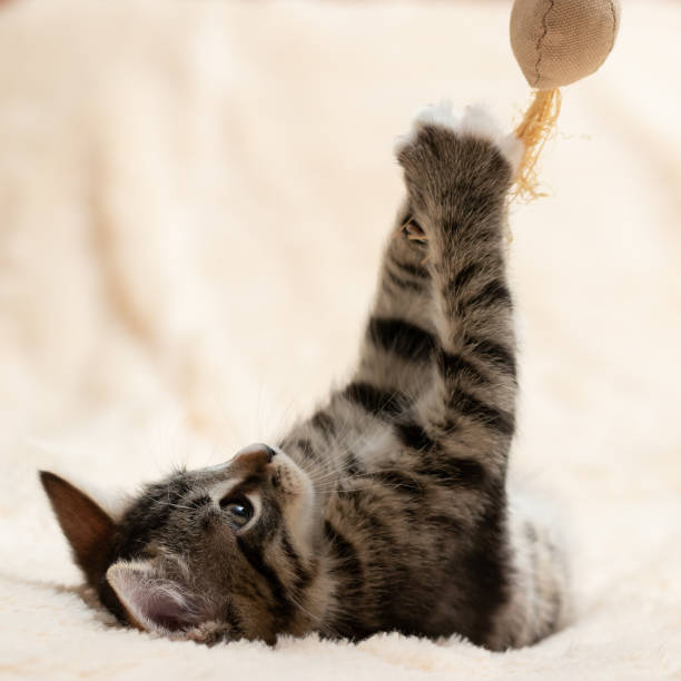 istock Gray tabby kitten plays on a fur blanket with a toy on a rope, copy space 1214105553