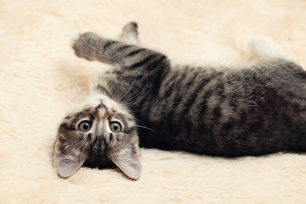 istock Cute gray tabby kitten lies on a fluffy cream fur blanket 1214105567