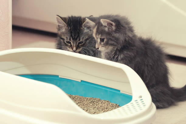 two cute kittens are sitting near their litter box. training kittens to the toilet - litter imagens e fotografias de stock