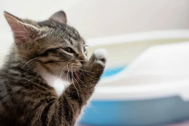 A cute tabby kitten washes his paw after visiting his litter box. Cleanliness and Hygiene Cat Concept.