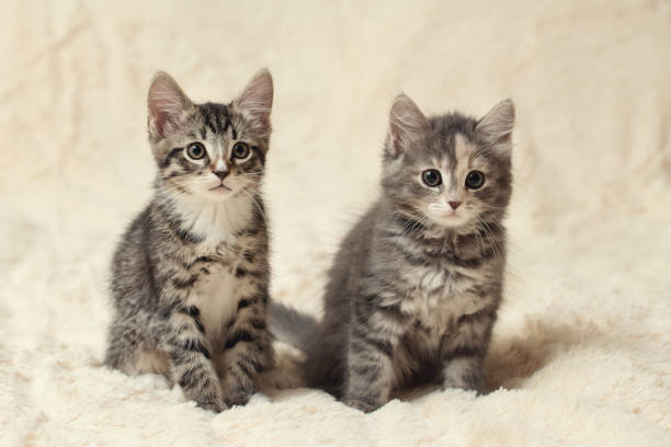 istock Two cute kittens on a cream fluffy fur blanket 1214105688
