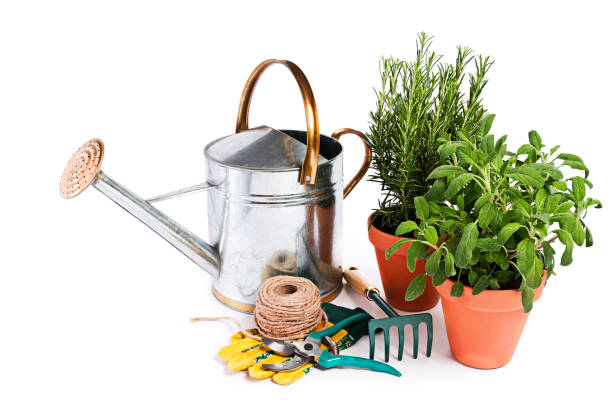 Gardening tools and spices plants isolated on white