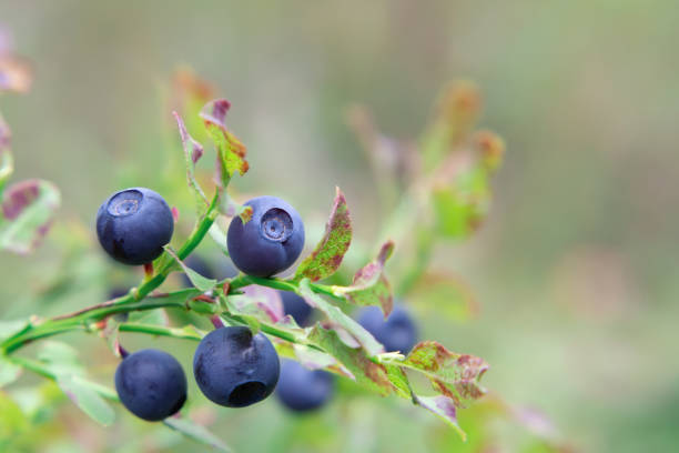 Ripe blueberries on a bush in the forest on a summer day