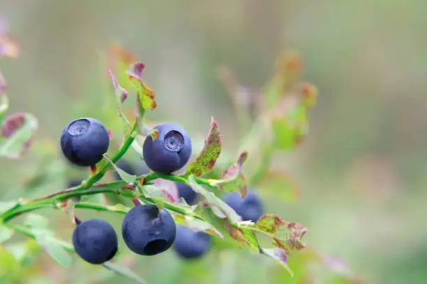Photo of Ripe blueberries on a bush in the forest on a summer day