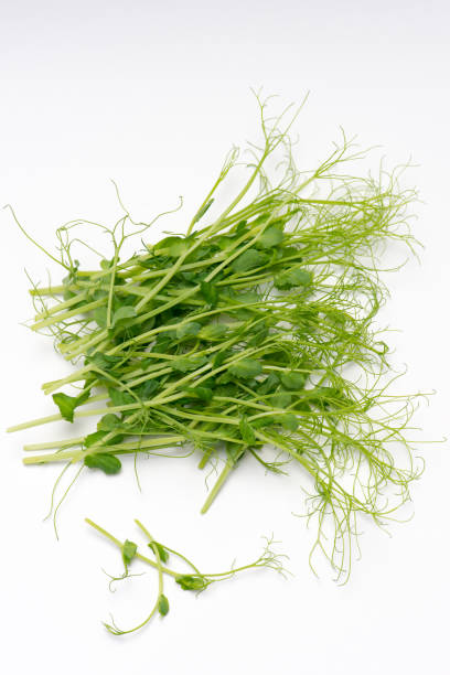 Organic fresh pea shoots isolated in background