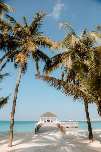 istock Maldives Beach Jetty with palm trees 1214108162
