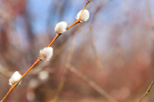 Pussy Willow. Copy space. Spring storytelling.