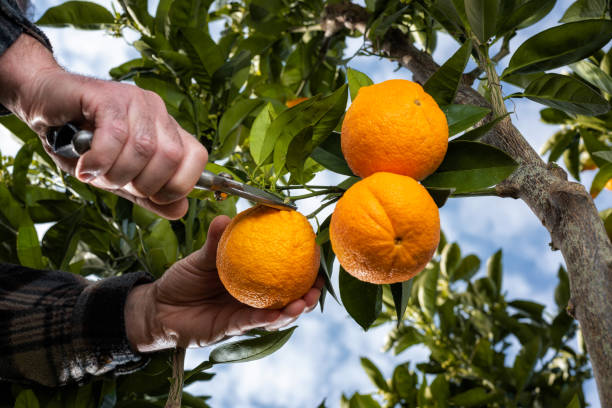 istock Farmer makes the orange harvest in winter. Agriculture. 1214109178