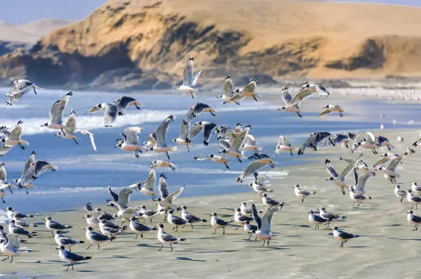 Seagulls on the shore at the seaside of Huarmey in Ancash region, Peru