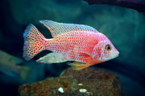 istock Strawberry Peacock (Aulonocara) African Malawi Cichlid in aquarium. 1214109513
