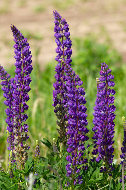 istock Lupin (Lupinus) flowers in the meadow 1214110619